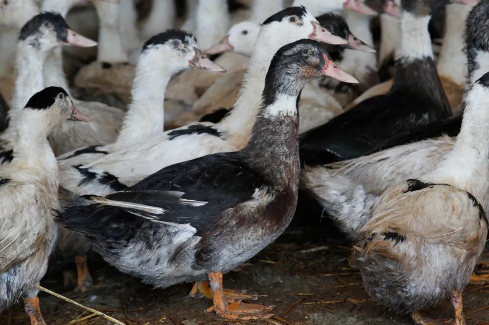 Spécialité canard gras à Tarbes